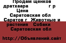 Продам щенков дратхаара 11.12.2016 г.р. › Цена ­ 25 000 - Саратовская обл., Саратов г. Животные и растения » Собаки   . Саратовская обл.